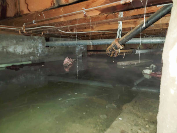 Best Flood restoration services  in Chain Lake, WA